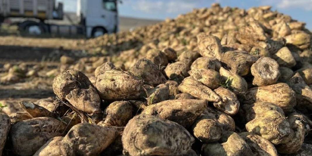 Fiyatı uygun, faydası büyük! Yıl boyunca tezgahları süslüyor: Kilosu sadece 40 TL’ye satılıyor 3